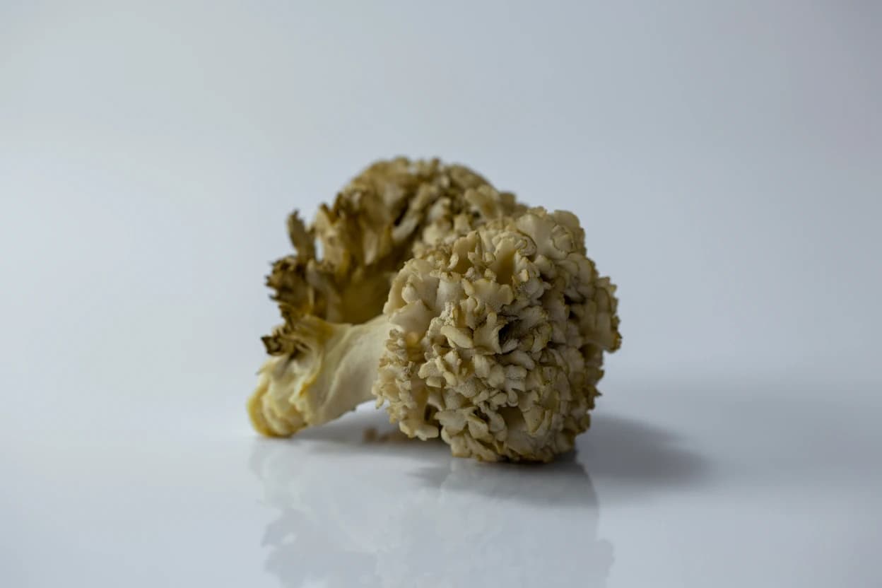 Maitake (Hen-of-the-Woods) prepared for baby-led weaning