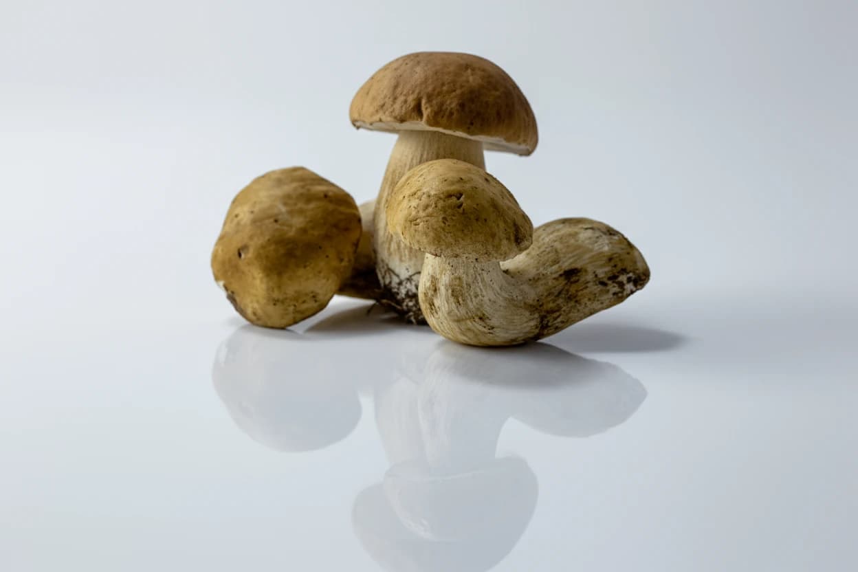 Porcini Mushroom prepared for baby-led weaning